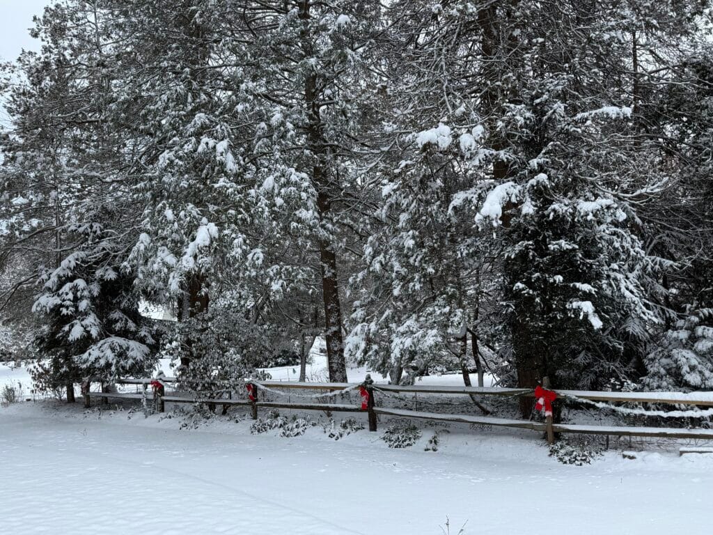 Explore the potential of your outdoor space to be a place of comfort, joy and bountiful flowers, trees and shrubs.  Healthy plants and proper design will give you four seasons of delight.
